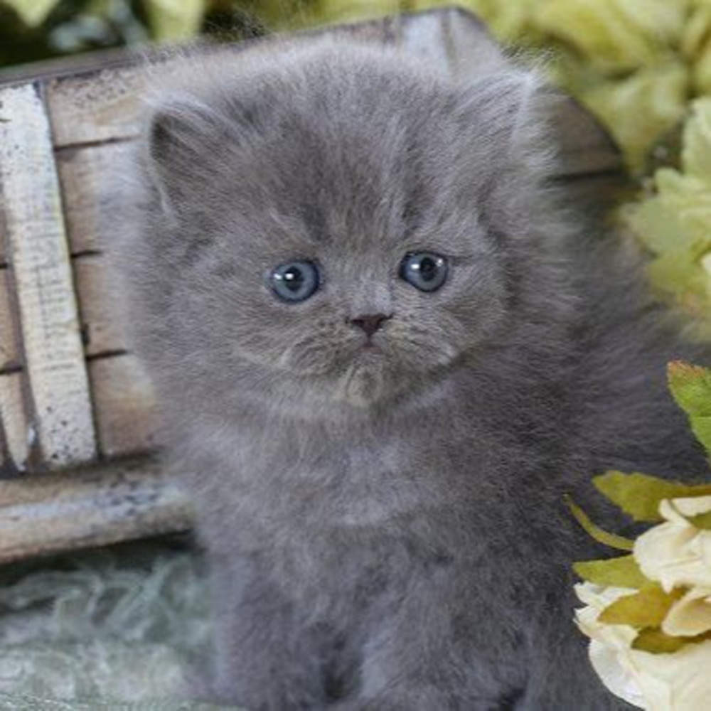 Meet your Posher, Shannon